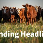 Learn to cut costs, increase performance at beef conference