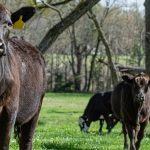 Natural antibodies protect newborn calves