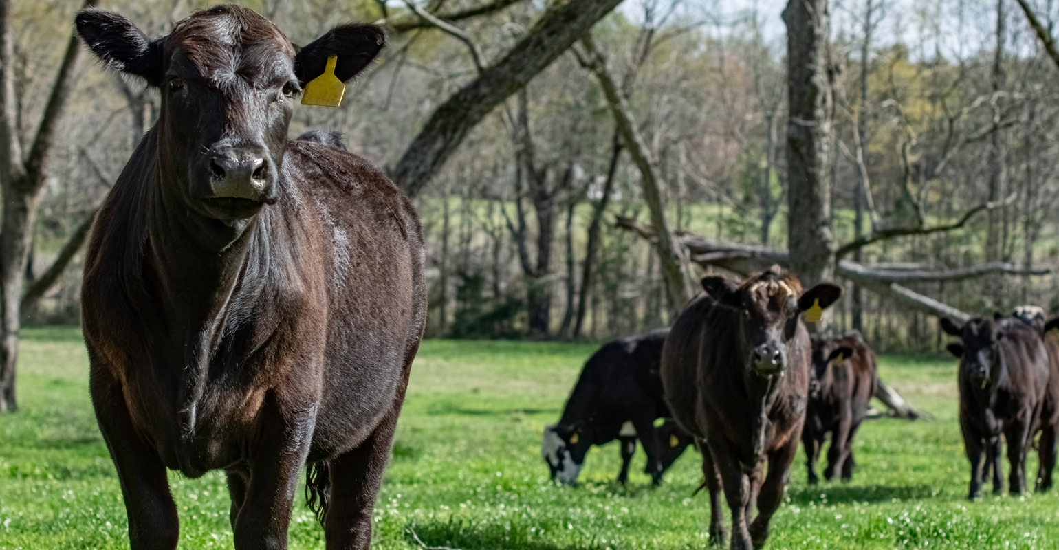 Manage feeding to help cattle handle cold stress