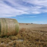 Drought impacts and outlook | Beef Magazine