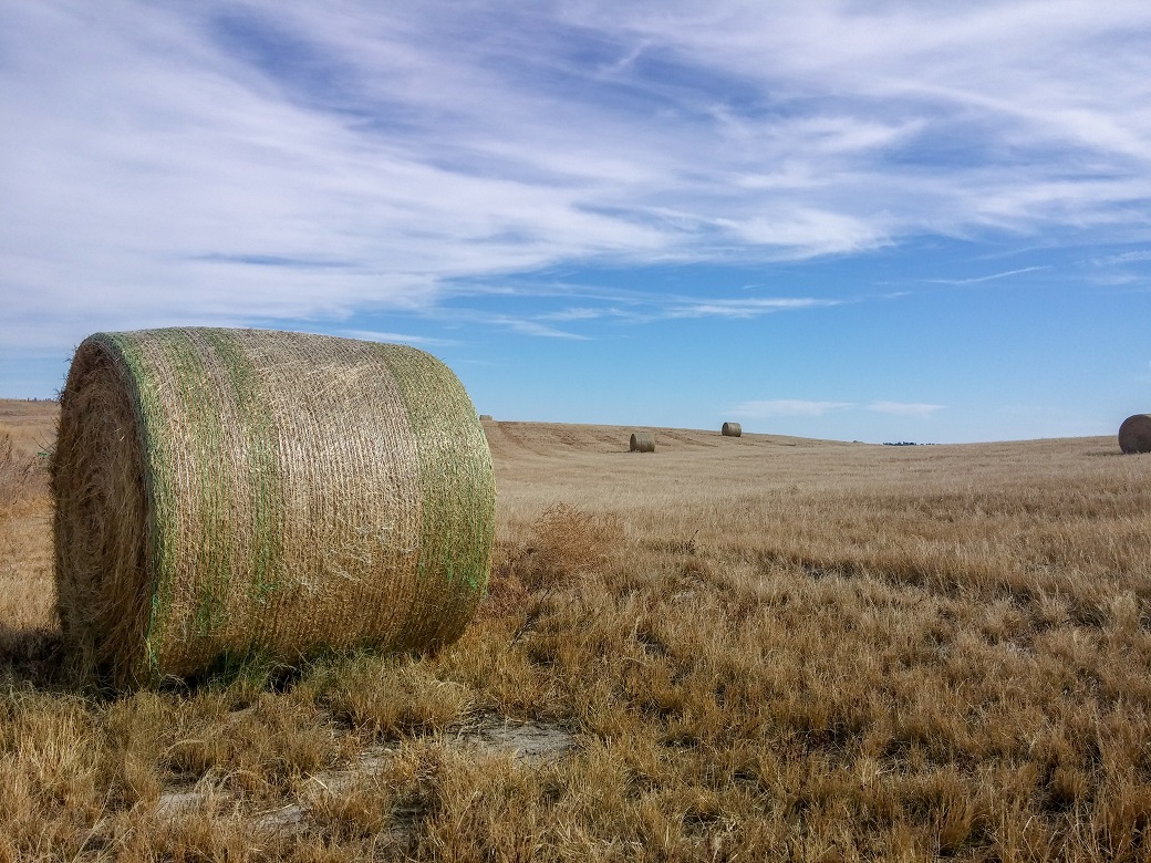 Purchased hay: The extra costs