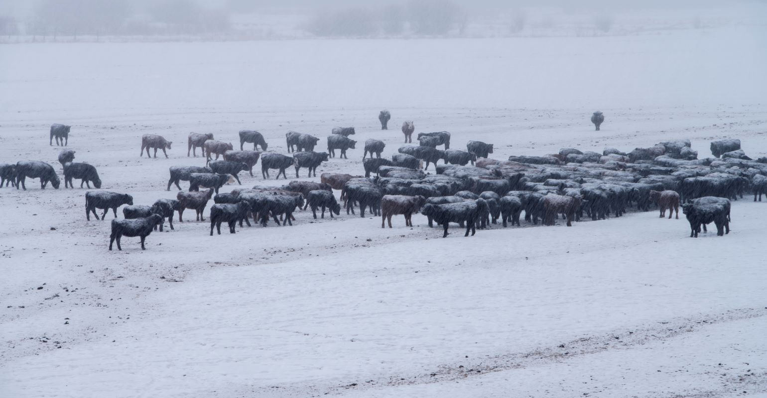 Cold weather nutrition for beef cows