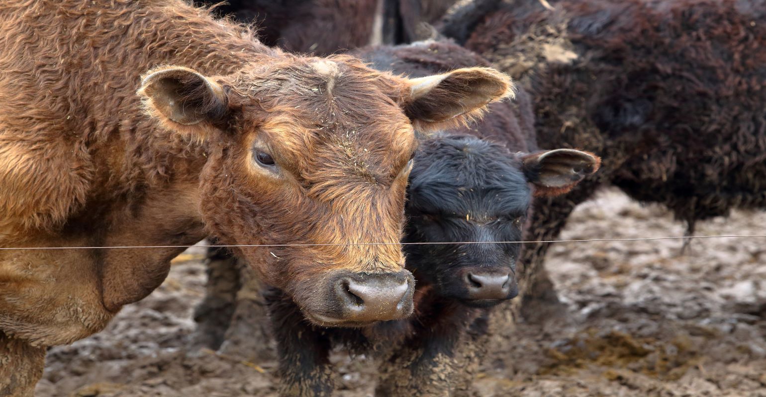 It’s the season: Mud Season