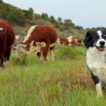 Start 2023 right with your cattle record-keeping system