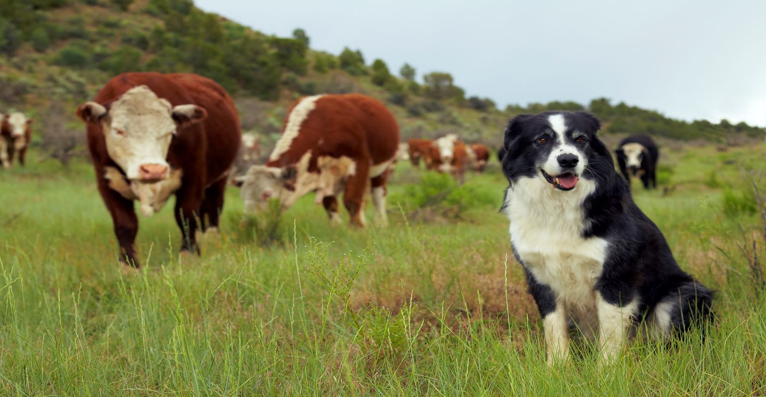 Can dogs catch a whiff of bovine respiratory disease?