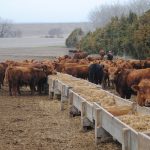 Purchased hay: The extra costs