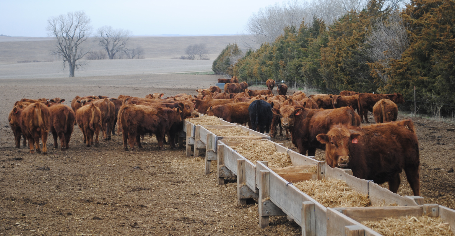 Learn to cut costs, increase performance at beef conference