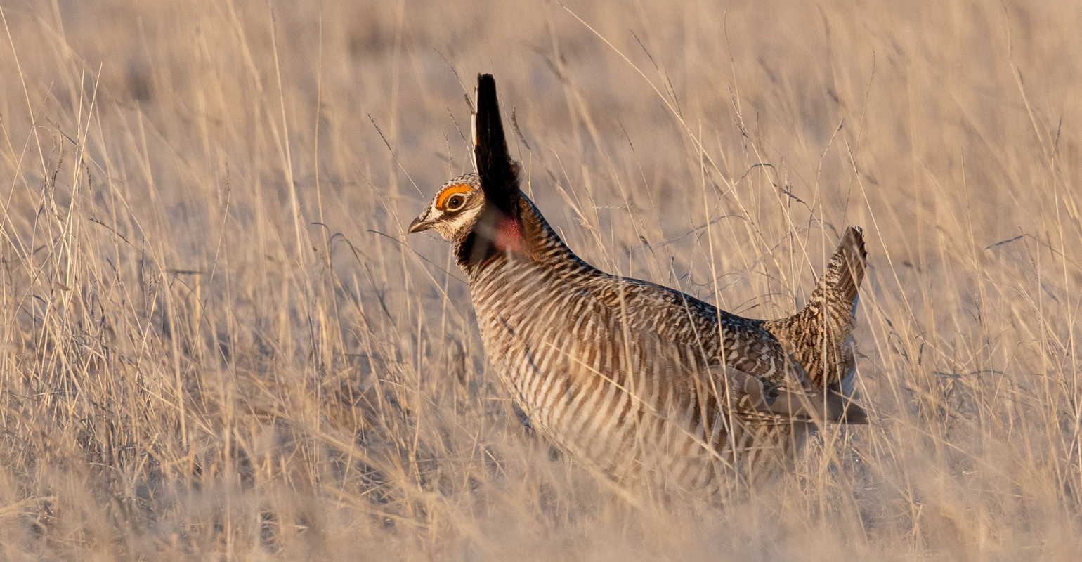 KLA members set policy regarding Lesser Prairie Chicken