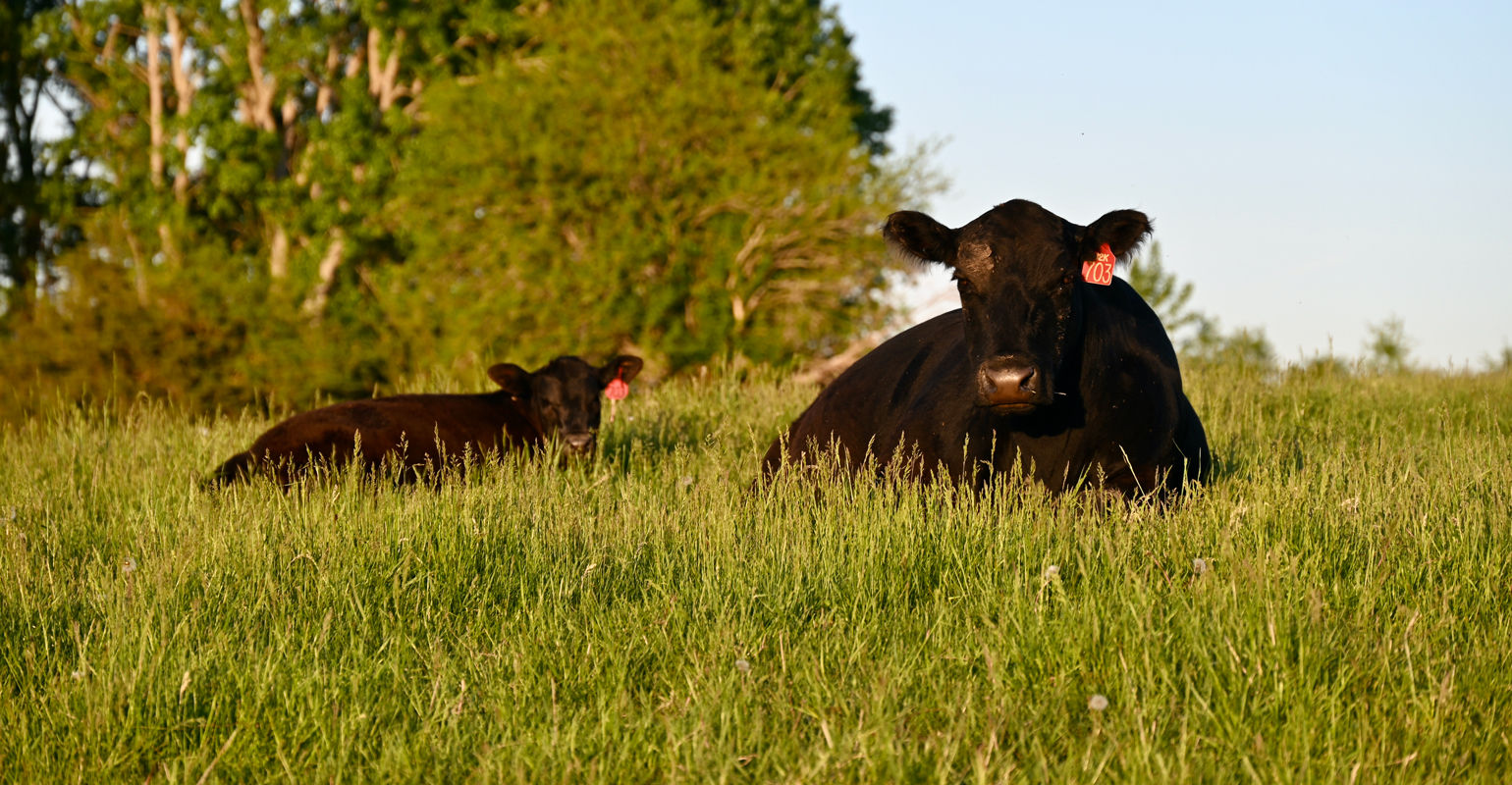 Researchers studying pinkeye in cattle make breakthrough