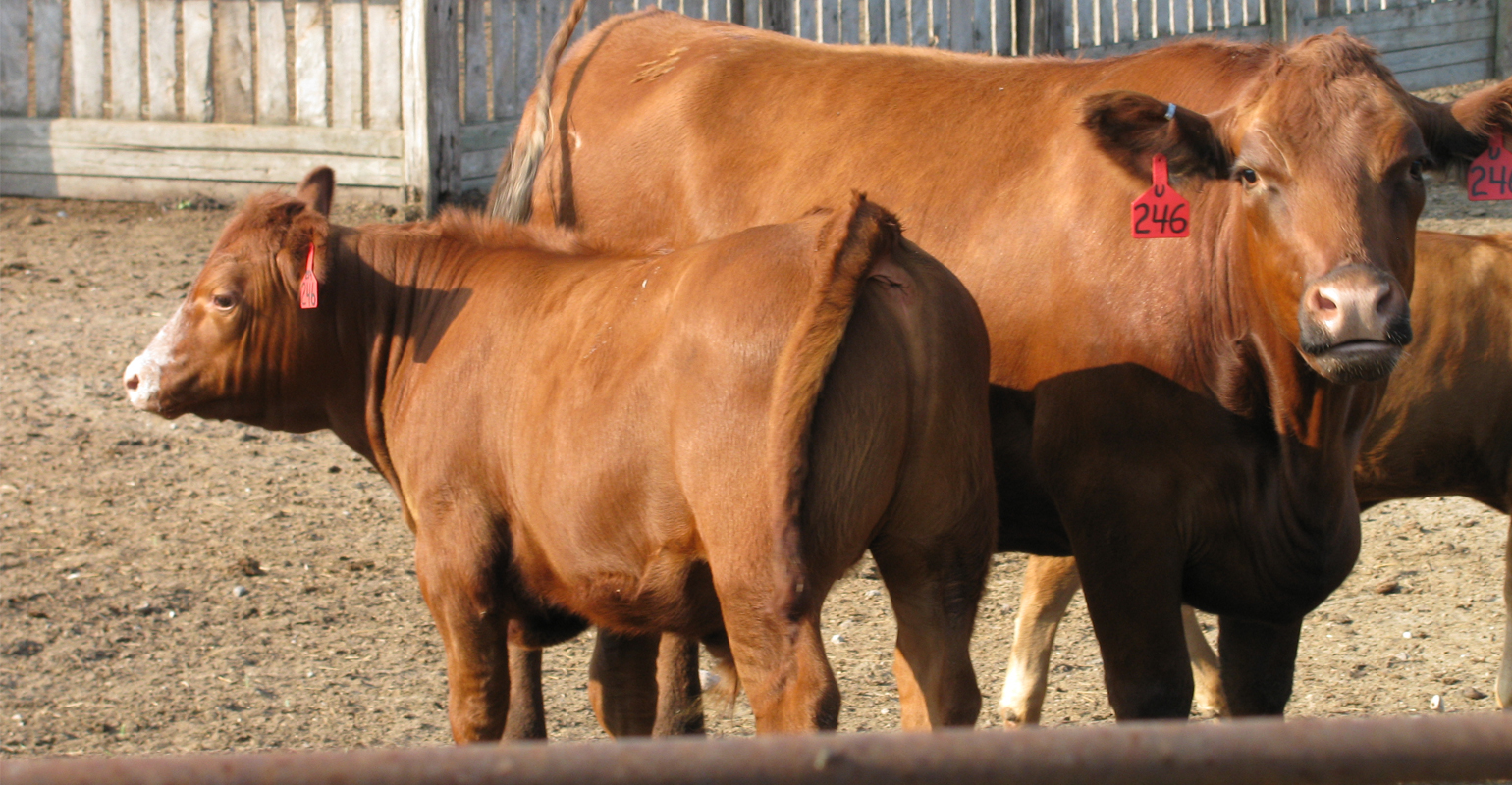 Confinement feeding considerations for beef