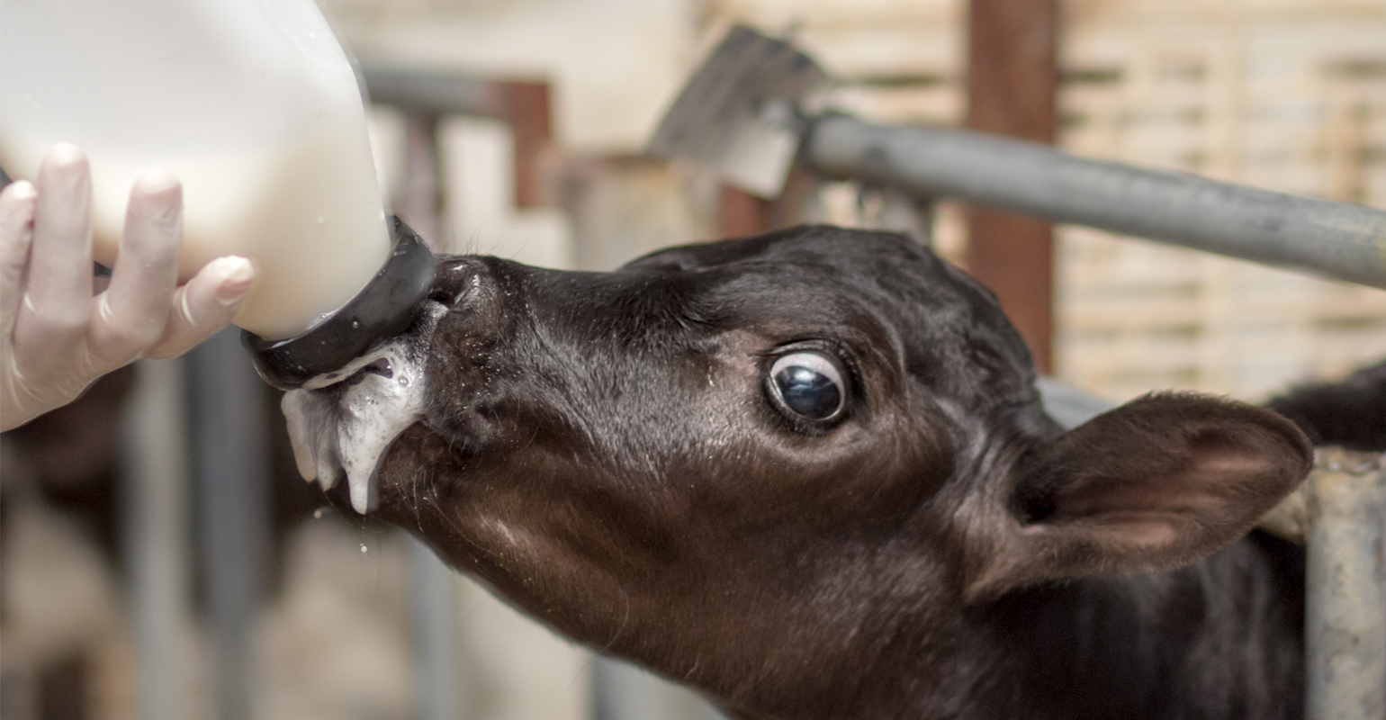 Every calf needs colostrum | Beef Magazine