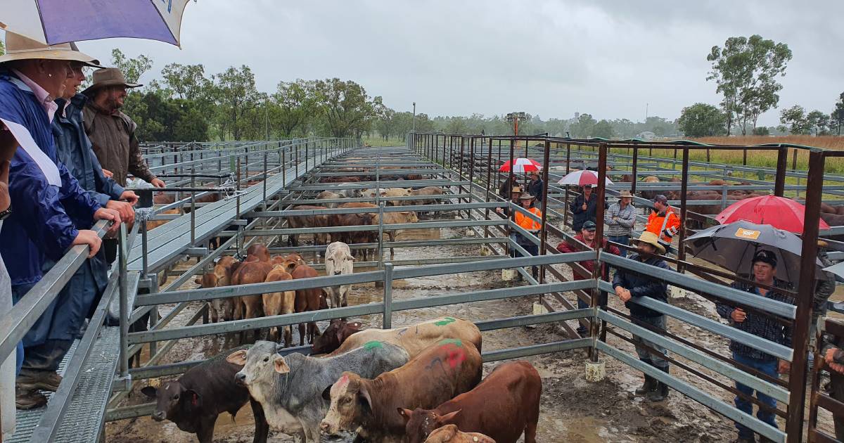 Santa weaner steers make 644c/$1323 at Monto | Queensland Country Life