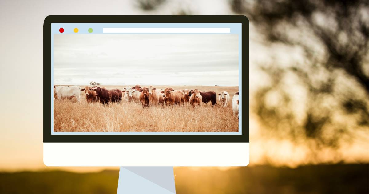 Online cattle prices ease