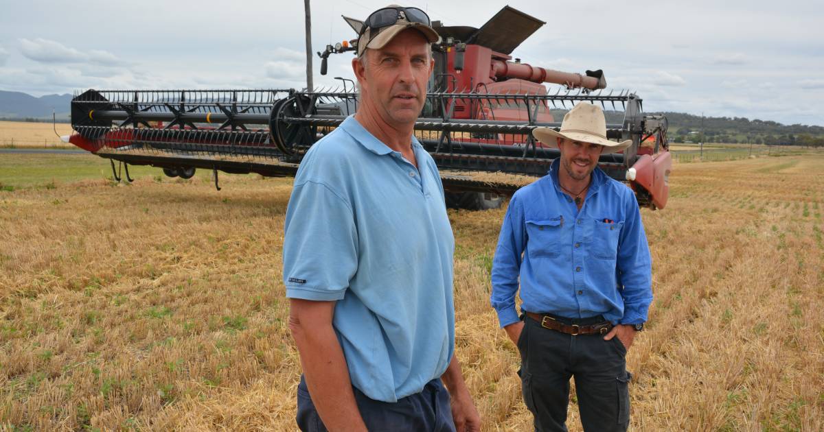 Spartacus barley crop's tough start pays off