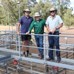 On with the show: numbers booming in youth and school cattle teams