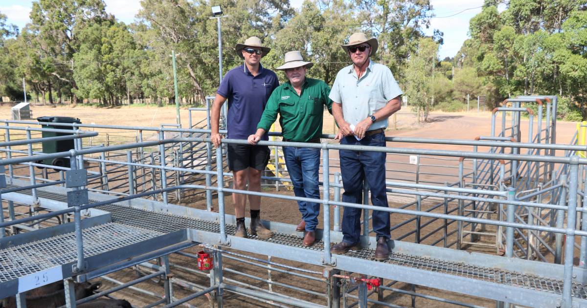 Beef steers top $2097 at Nutrien Livestock, Boyanup store sale | Farm Weekly