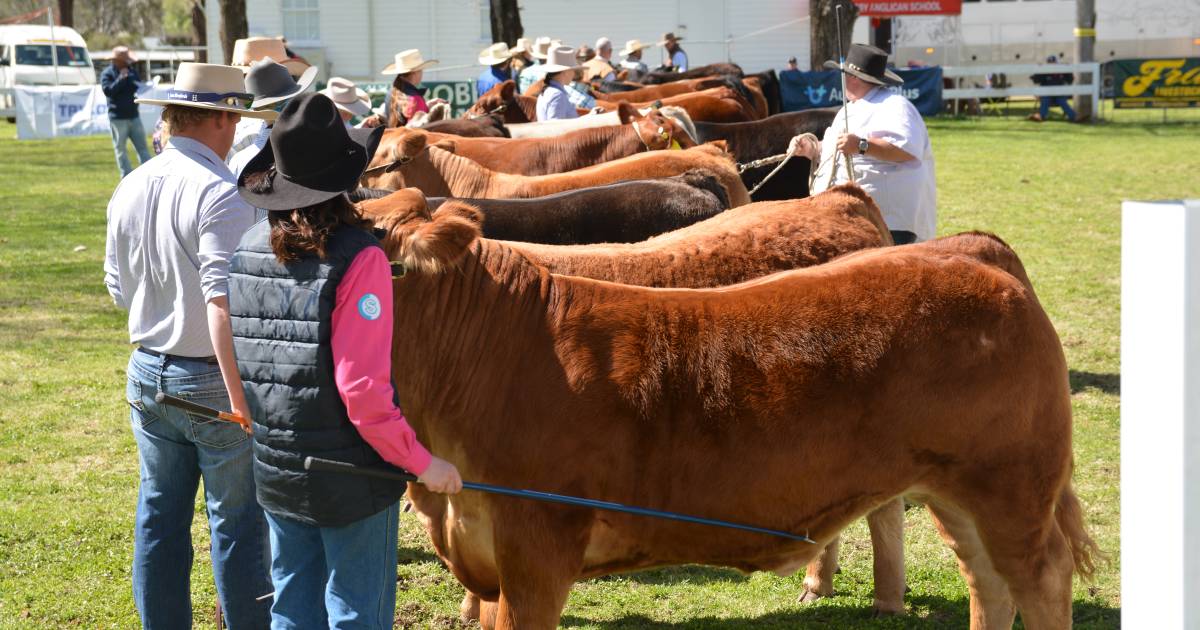 On with the show: numbers booming in youth and school cattle teams