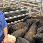 Tropical legume trials a success in southern Queensland