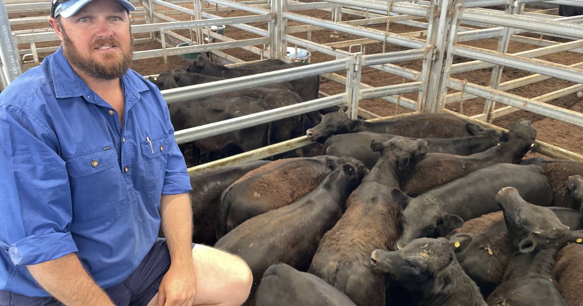 Quality Angus steers top at 640 cents a kilogram at Inverell | The Land