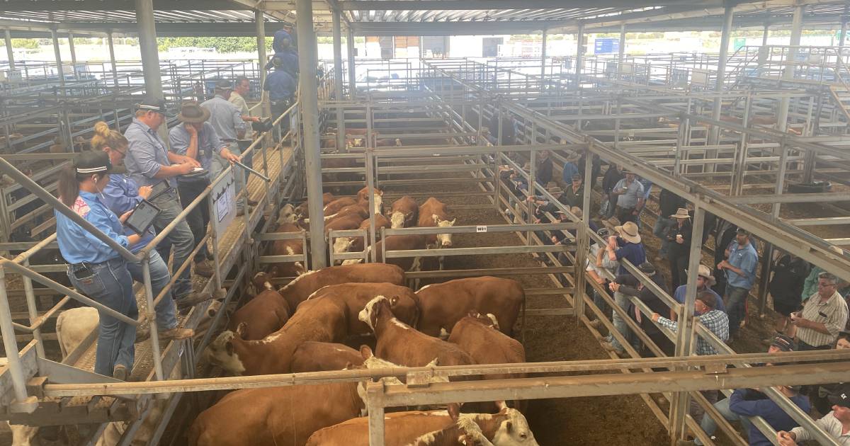 Prices slightly back at Wodonga