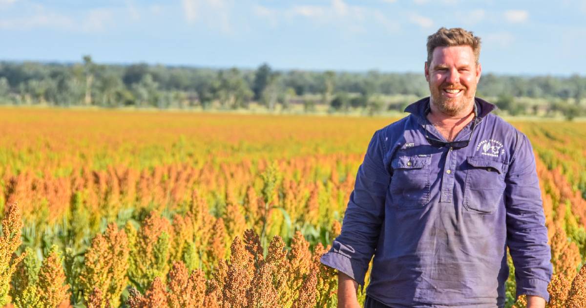 Spring-sown sorghum expands Travers family's cropping options