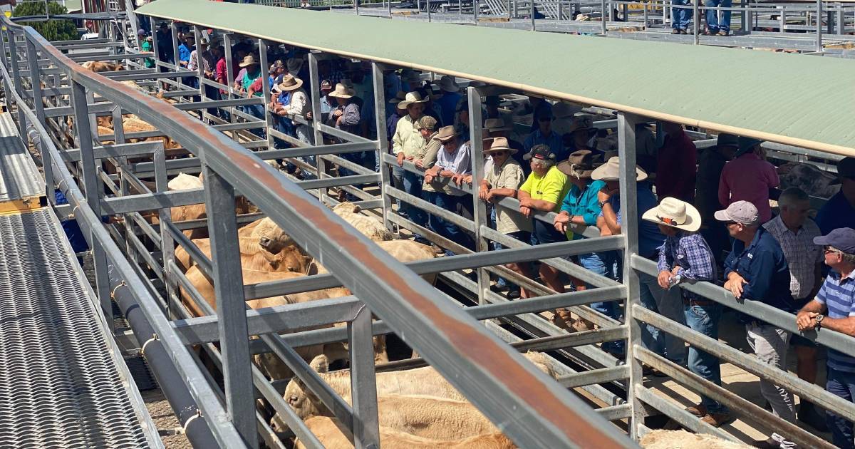 Younger cattle dominate at Silverdale