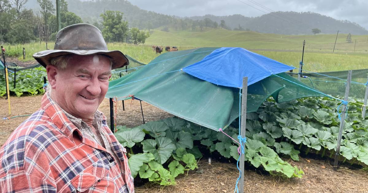 Giant pumpkin passion as weigh-in date looms