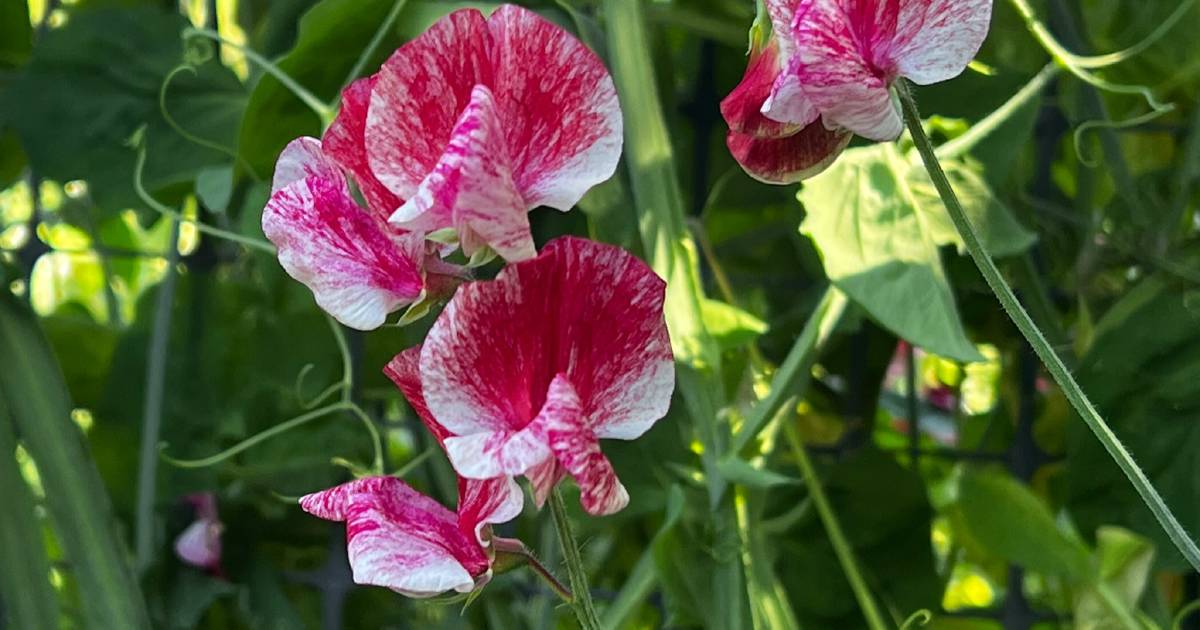 Those peas and queues | In Fiona's Garden