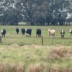 Low vet morale confirmed in latest veterinarian survey | Queensland Country Life