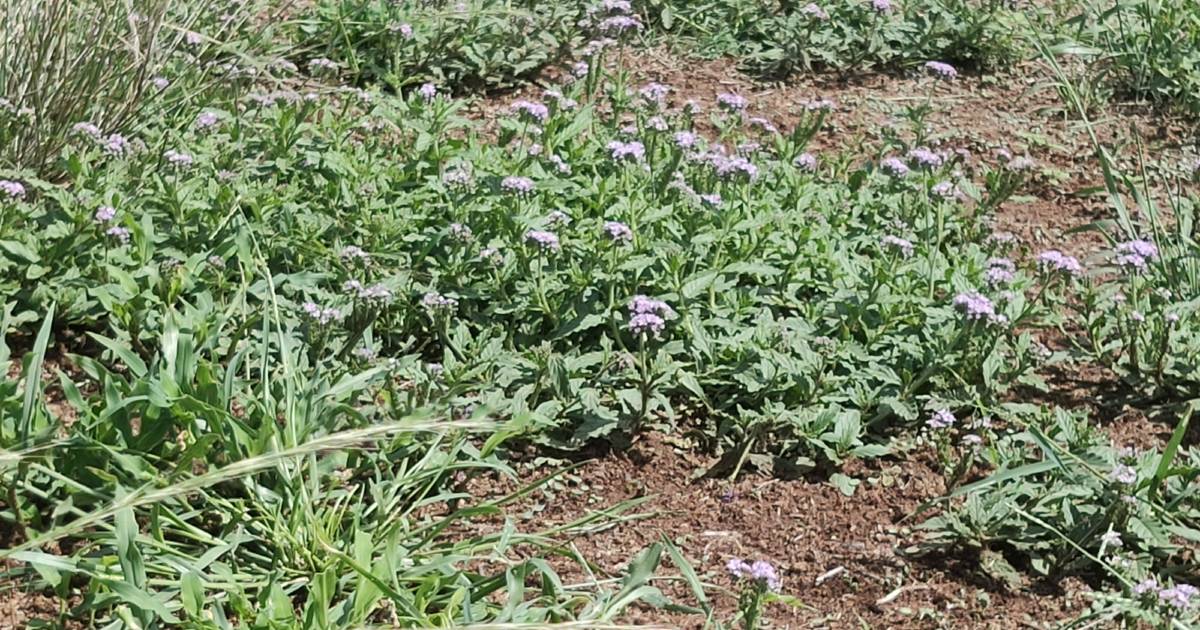 Early detection key to controlling weeds