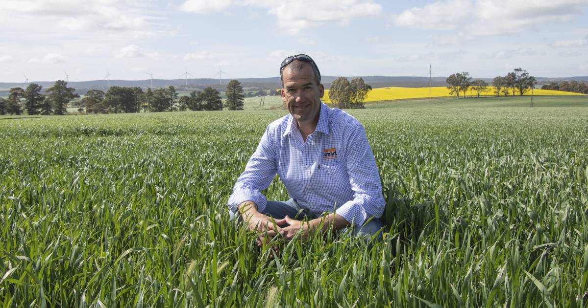 WeedSmart’s Chris Davey looks at crop competition | Farm Weekly