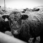 Manage feeding to help cattle handle cold stress