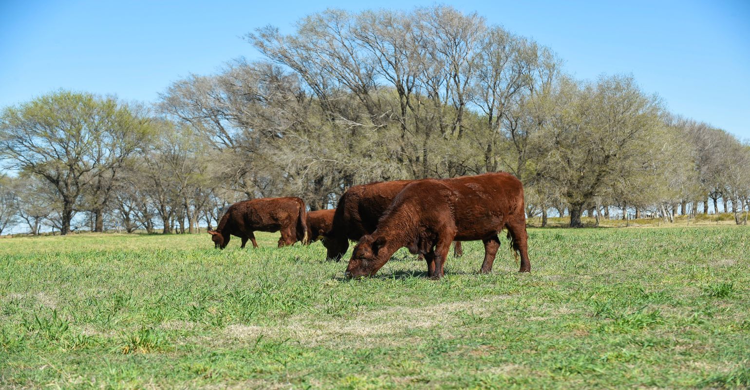 UNL bovine research may help women with infertility