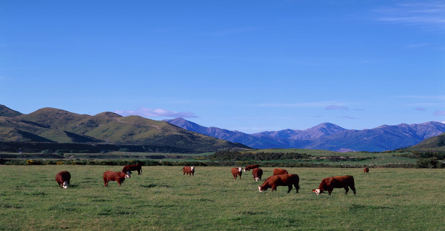 Research explores using genetics to expand beef sustainability