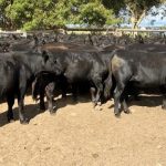 Gandy Angus bull tops at $17,000 at Boyanup | Farm Weekly