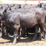 2023 poised to be year of great progress for objective beef carcase yield assessment