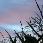 Bins are filling fast for bumper harvest