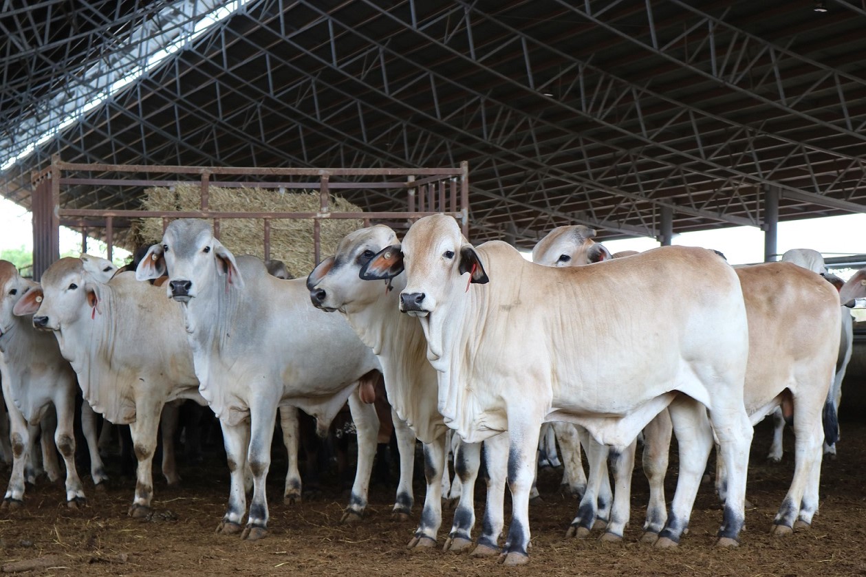 November cattle exports maintain busier trend