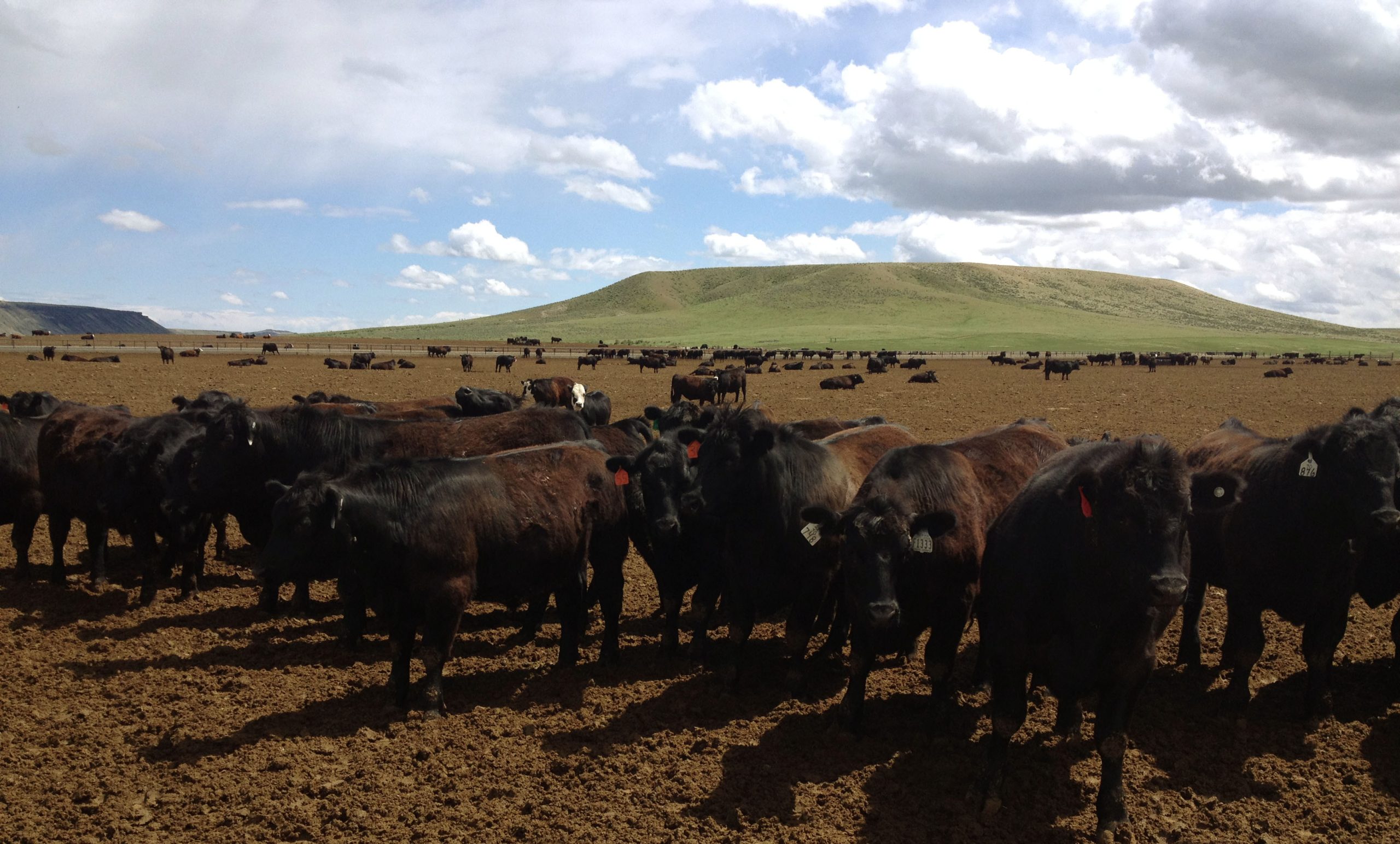 Reproductive failure in cattle: | Beef Magazine