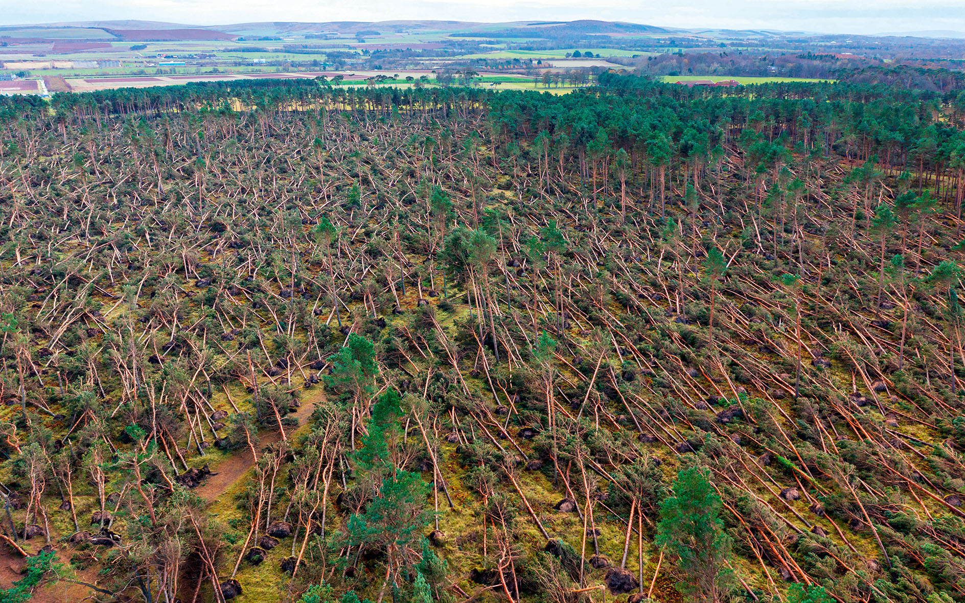 Climate change means we need new approach to tree planting or we’ll keep losing them in storms, says chair of Forestry Commission