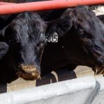 Low-stress cattle handling’s effect on improved health, productivity