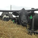 Reproductive failure in cattle: | Beef Magazine