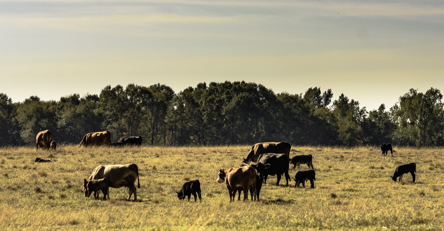 Drought impacts and outlook | Beef Magazine