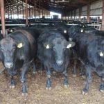 Aussie Wagyu live export feeder cattle fill valuable niche in Japan