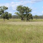 Heifers 308kg make 406c/$1250/hd at Charters Towers | North Queensland Register