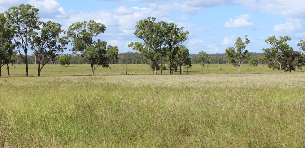 Conservation groups level clearing complaints at Qld beef producers