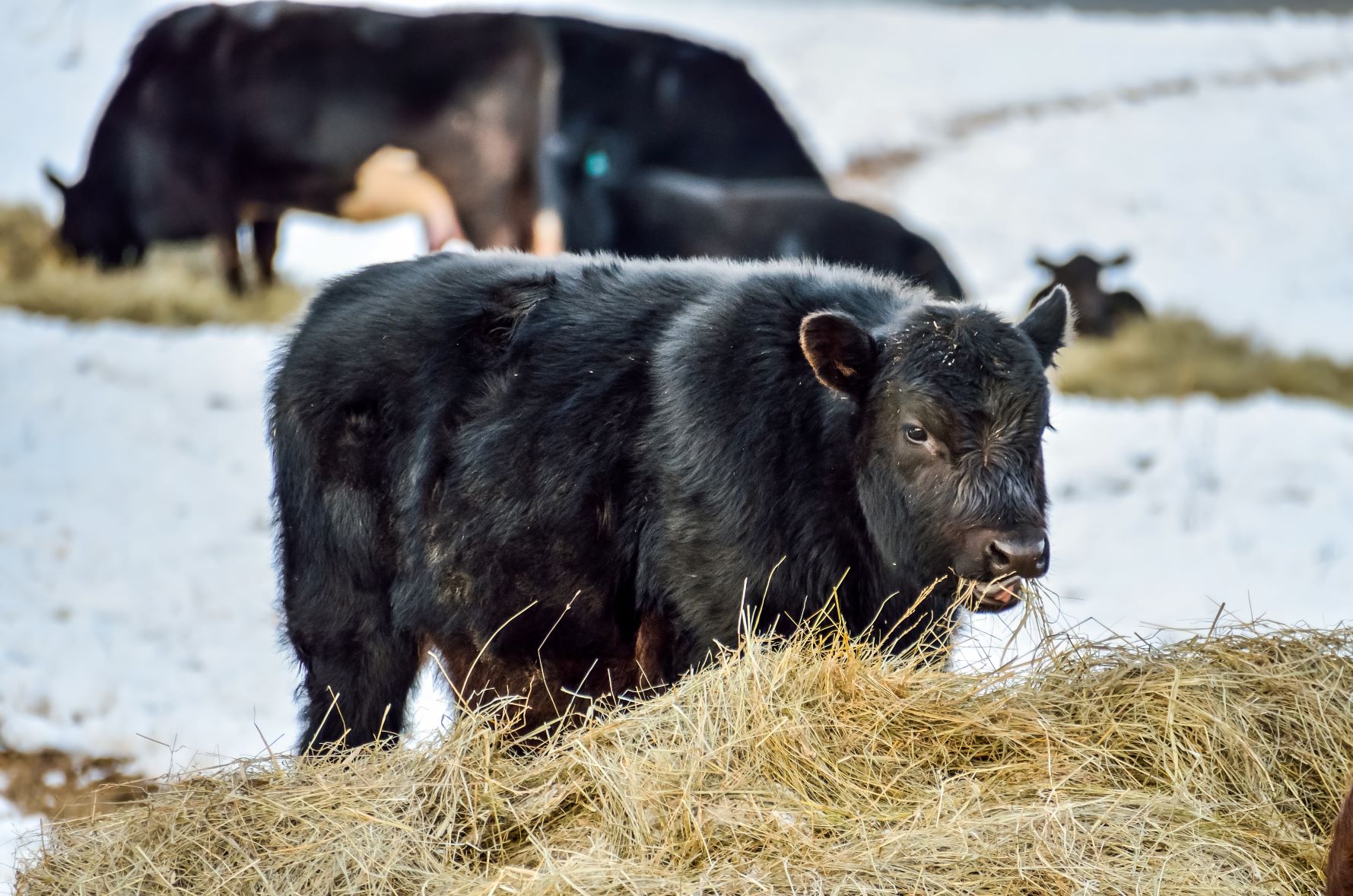 Tips for reducing hay waste, feeding costs