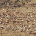 Maranoa beef producer crushed by steer donates to LifeFlight