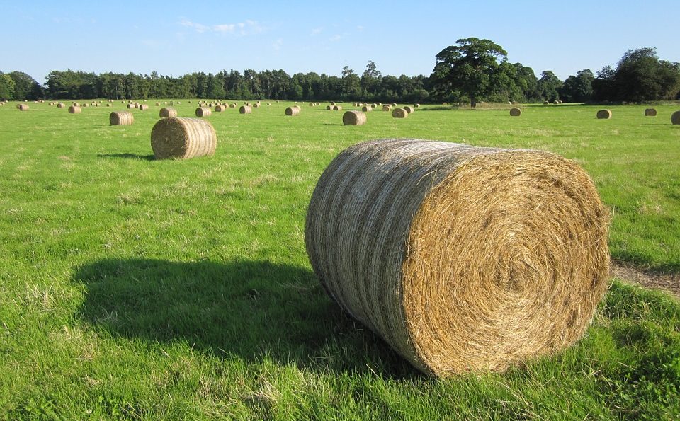 Hay shortage emerges after floods drown growing area