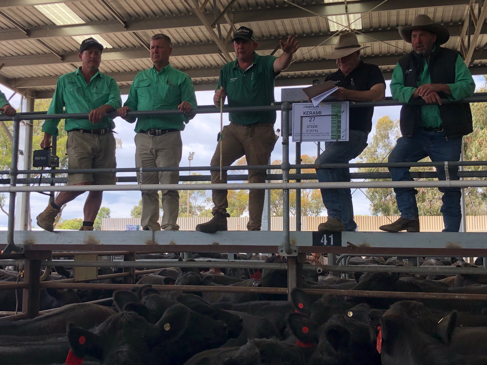 Prices trimmed at opening Vic weaner sale + VIDEO